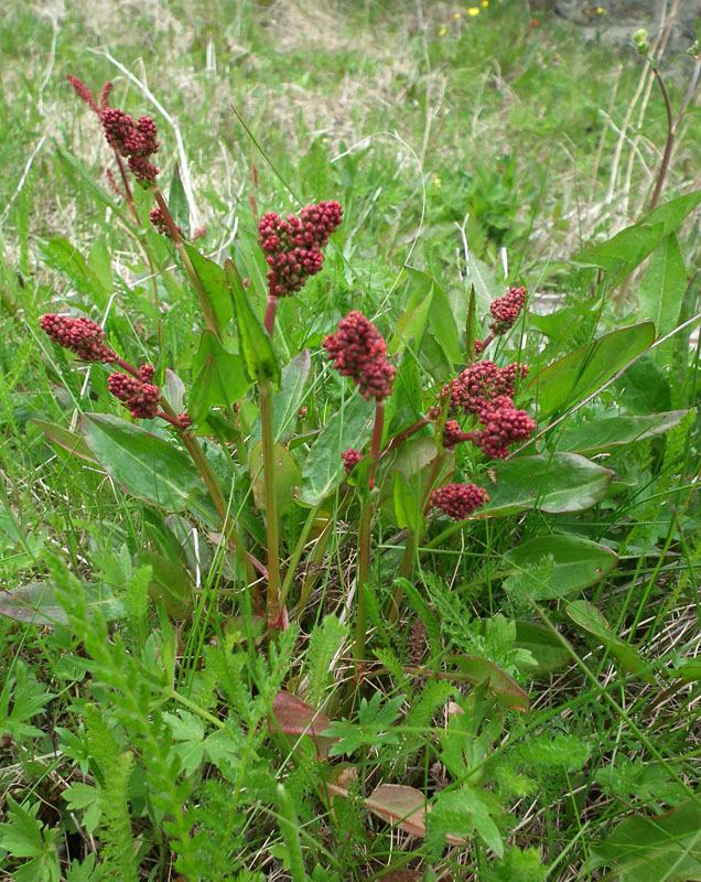 Image of Rumex acetosa specimen.