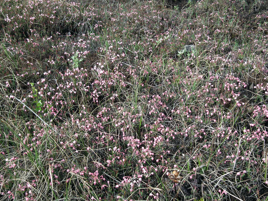 Image of Andromeda polifolia specimen.