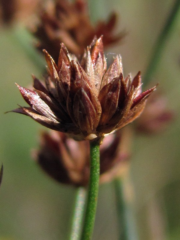 Изображение особи Juncus articulatus.