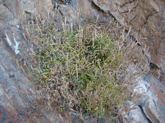 Image of Silene korshinskyi specimen.