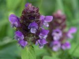 Prunella vulgaris