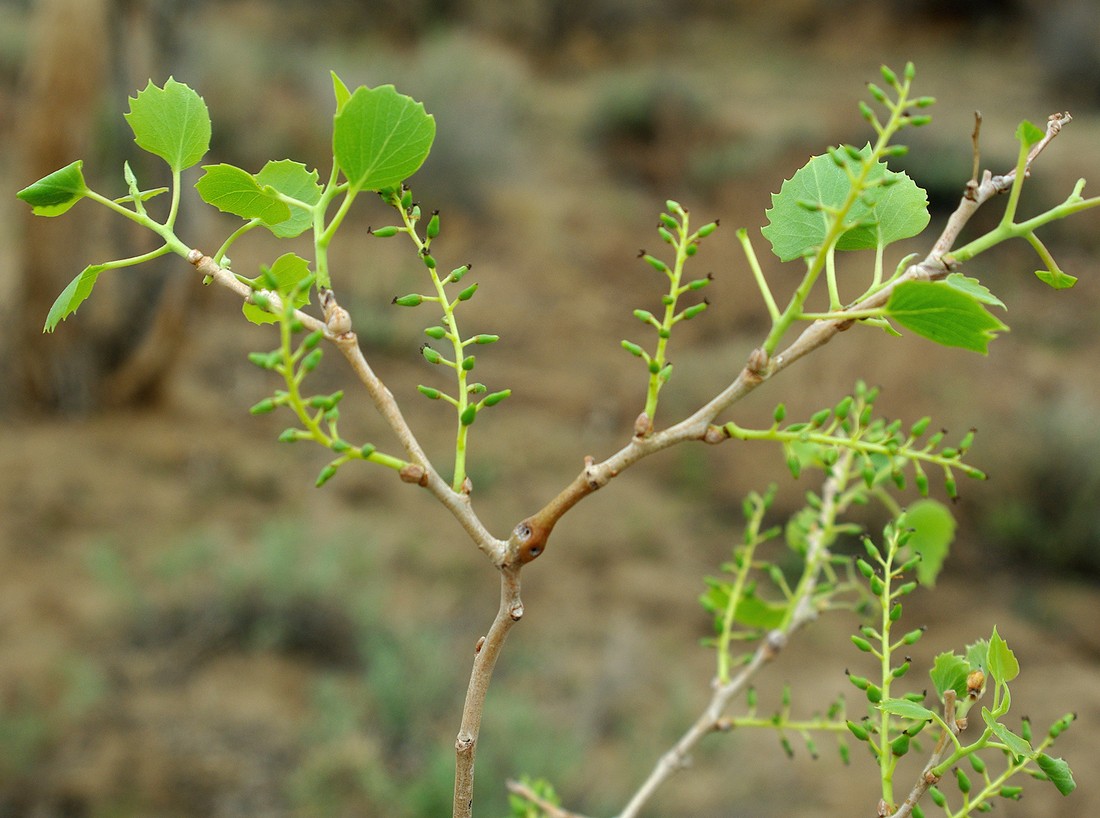 Изображение особи Populus diversifolia.