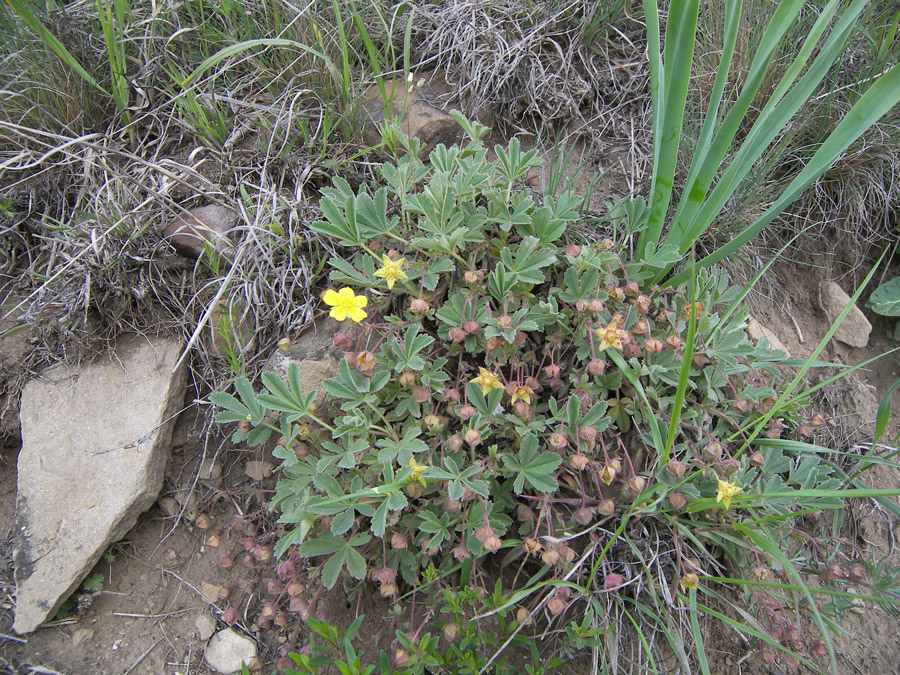 Изображение особи Potentilla incana.