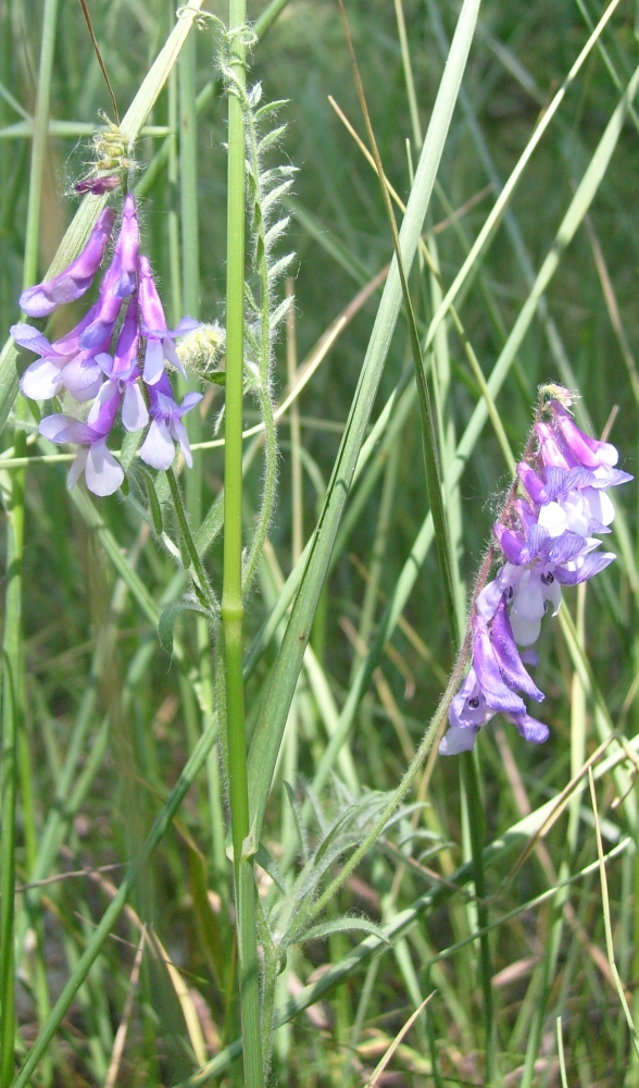 Изображение особи Vicia villosa.