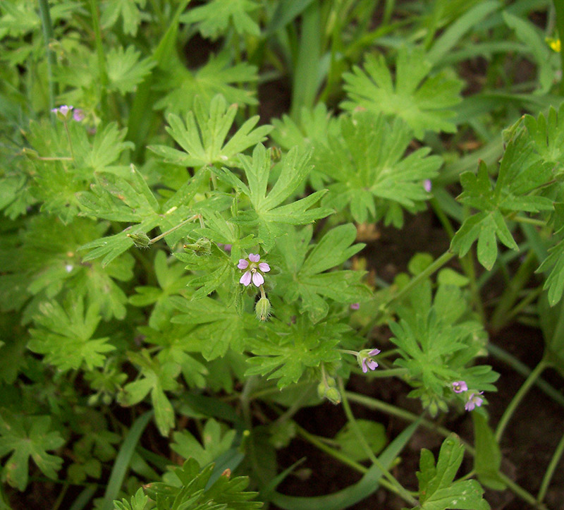 Image of Geranium pusillum specimen.