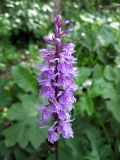 Dactylorhiza fuchsii