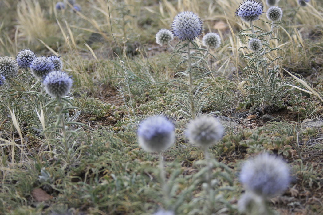 Image of Echinops humilis specimen.