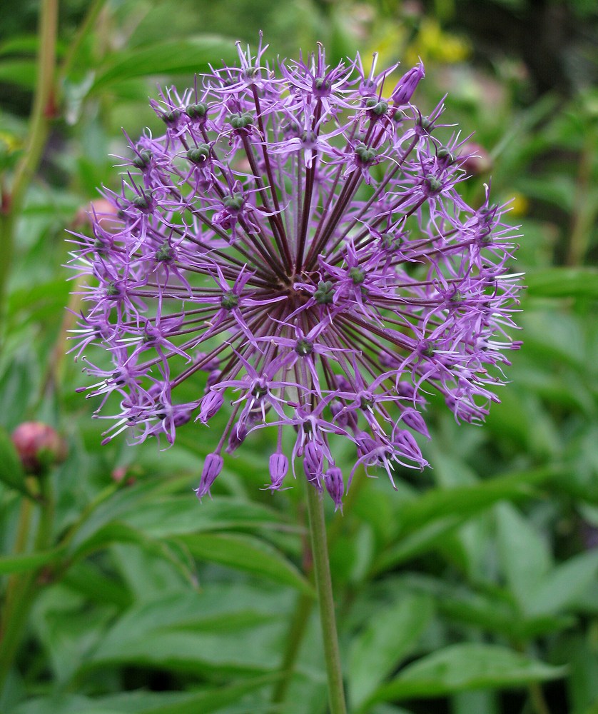 Image of Allium rosenorum specimen.