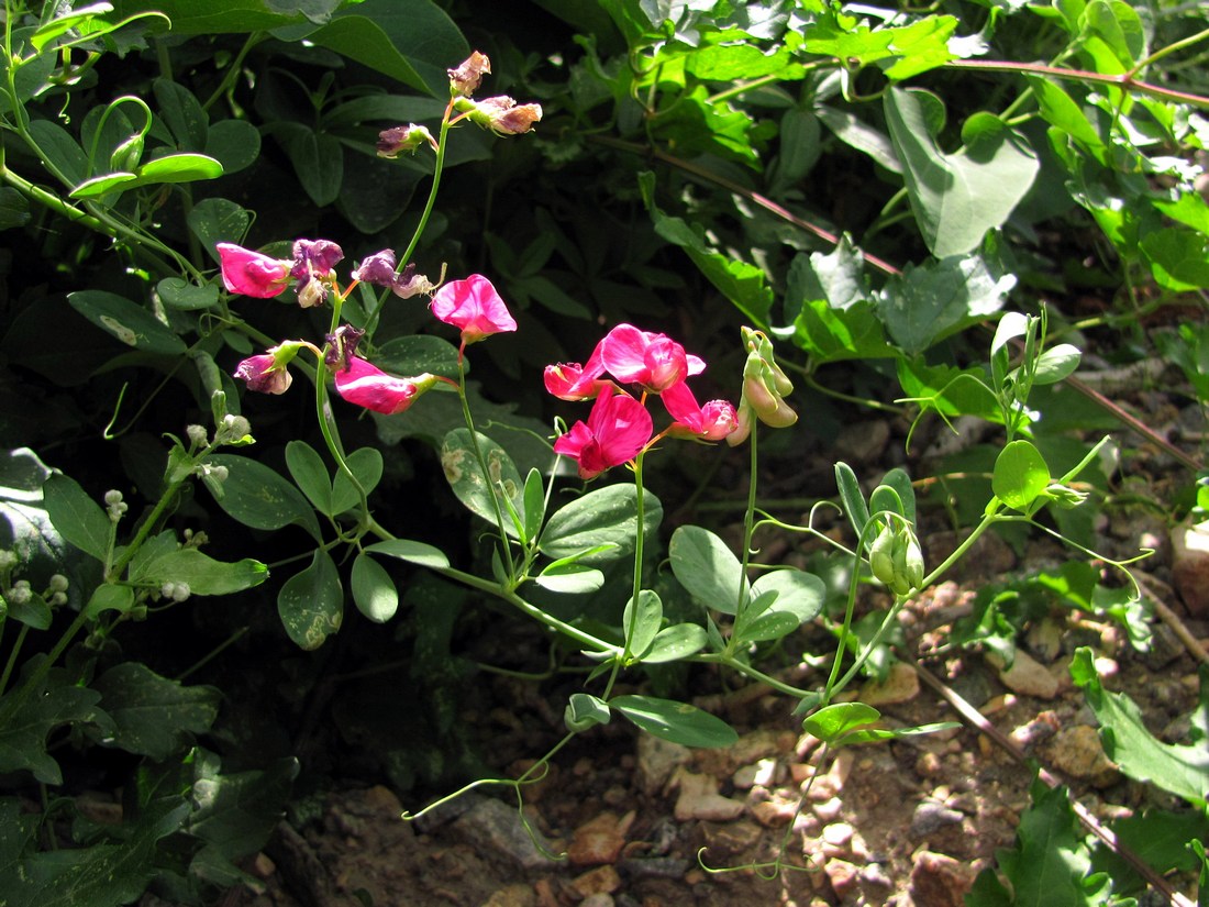 Image of Lathyrus tuberosus specimen.