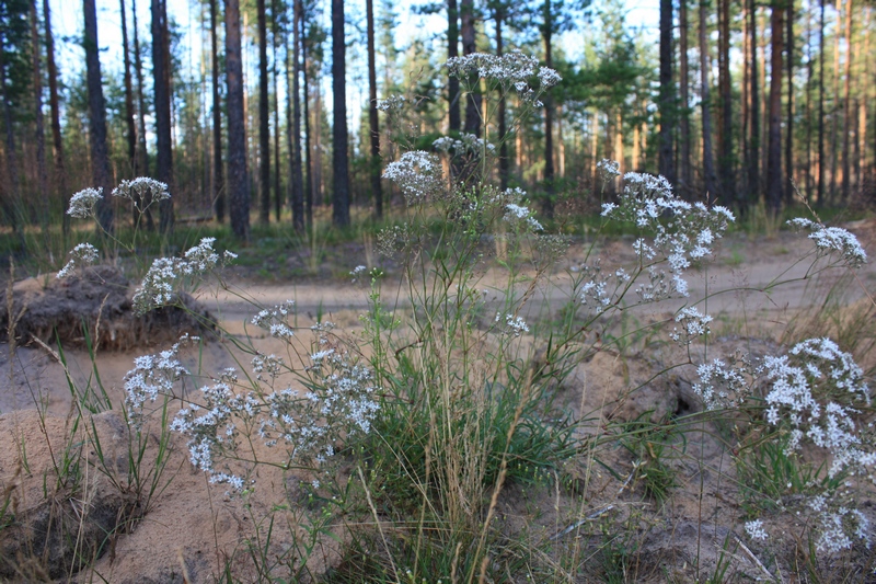 Изображение особи Gypsophila fastigiata.