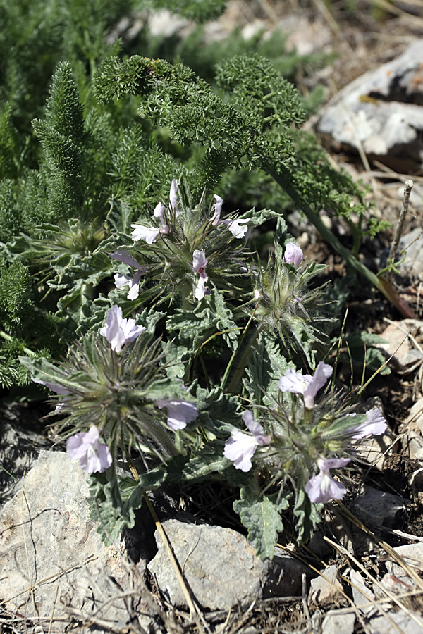 Image of Phlomoides boraldaica specimen.