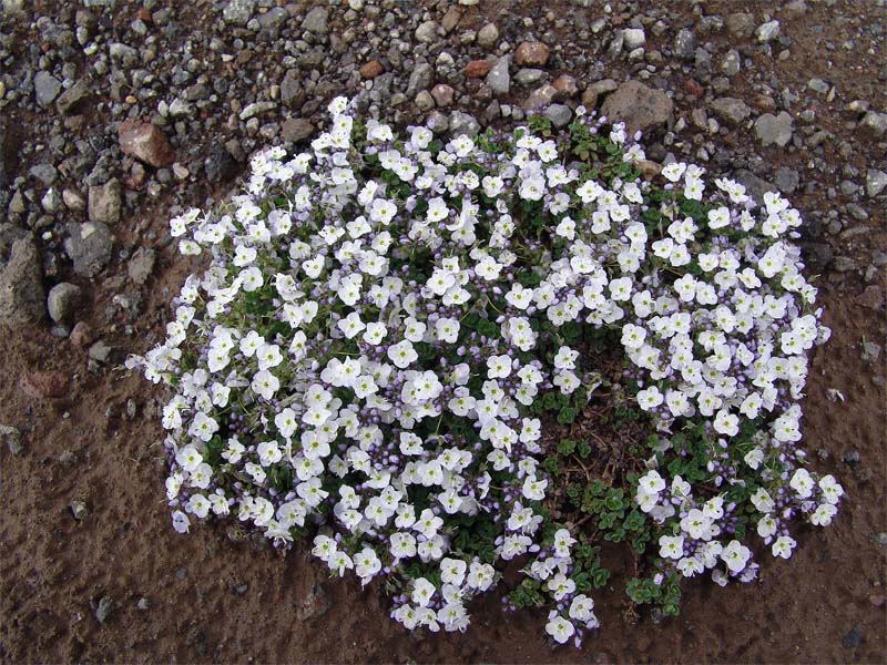 Image of Veronica glareosa specimen.