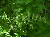 Calamagrostis epigeios. Соцветие. Курская обл., г. Железногорск, ур. Опажье. 26 июля 2006 г.