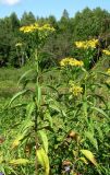 Senecio sarracenicus