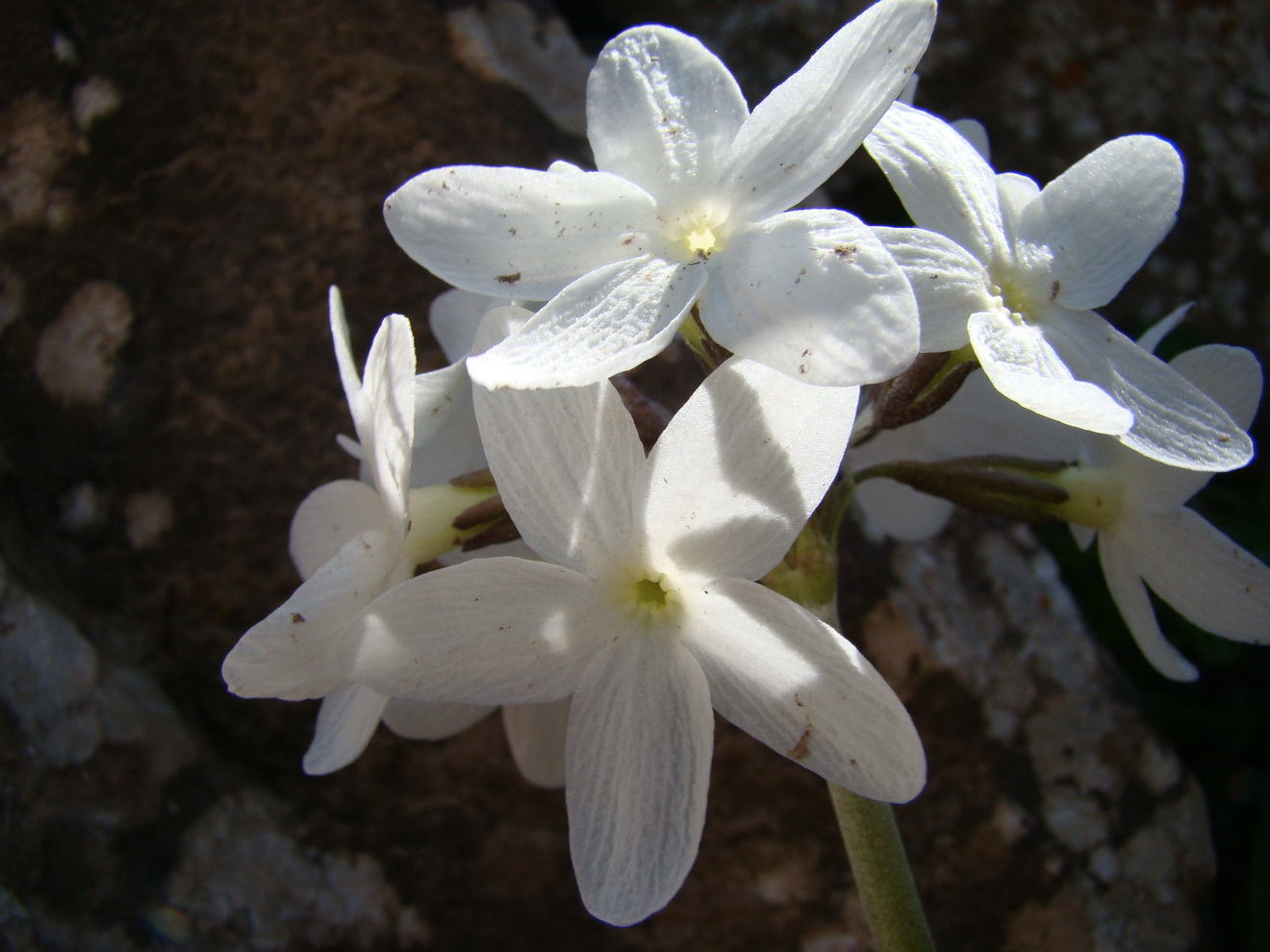 Image of genus Primula specimen.