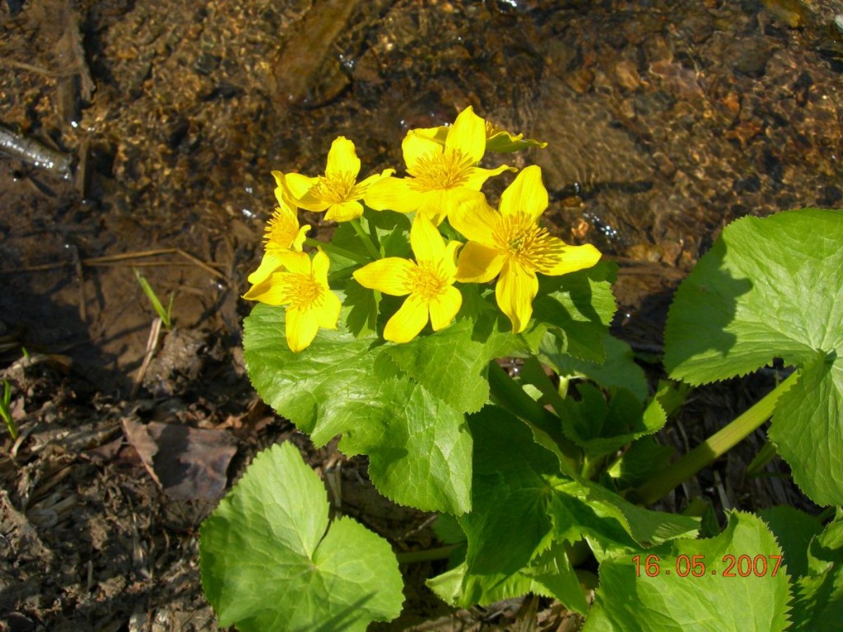 Image of Caltha fistulosa specimen.