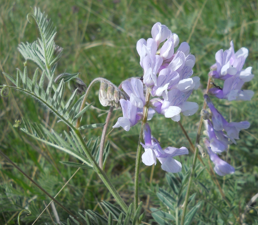 Image of Vicia nissoliana ssp. sojuchica specimen.