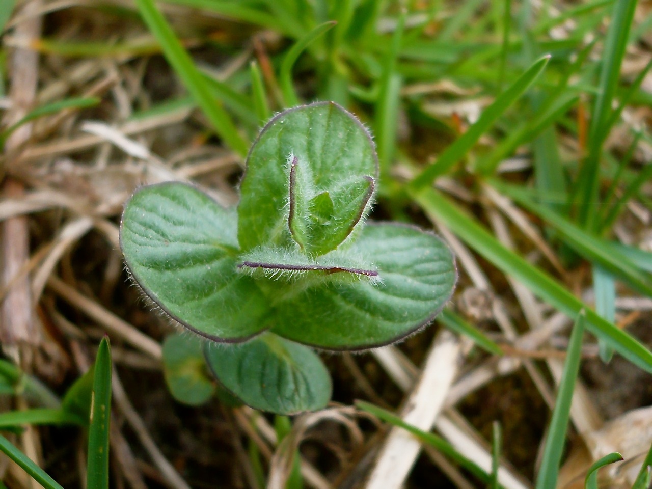 Image of Mentha longifolia specimen.