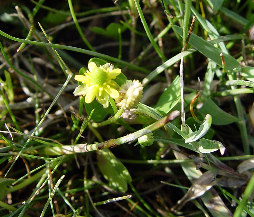 Image of Halerpestes sarmentosa specimen.