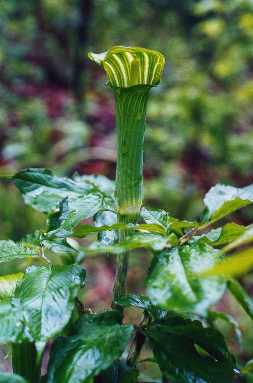 Изображение особи Arisaema peninsulae.