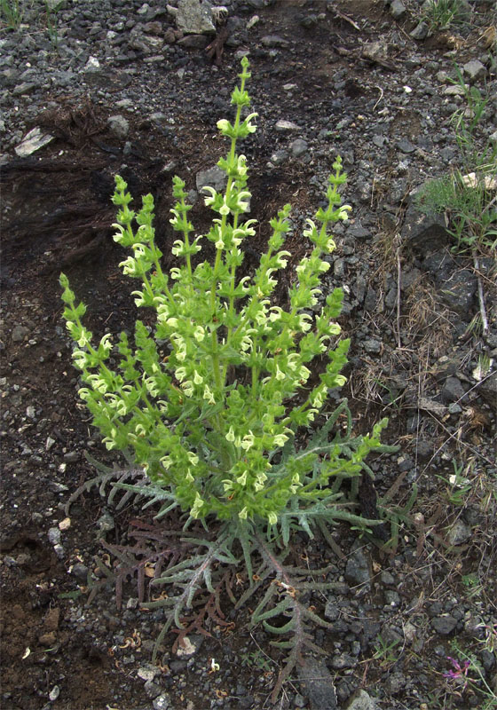 Image of Salvia ceratophylla specimen.