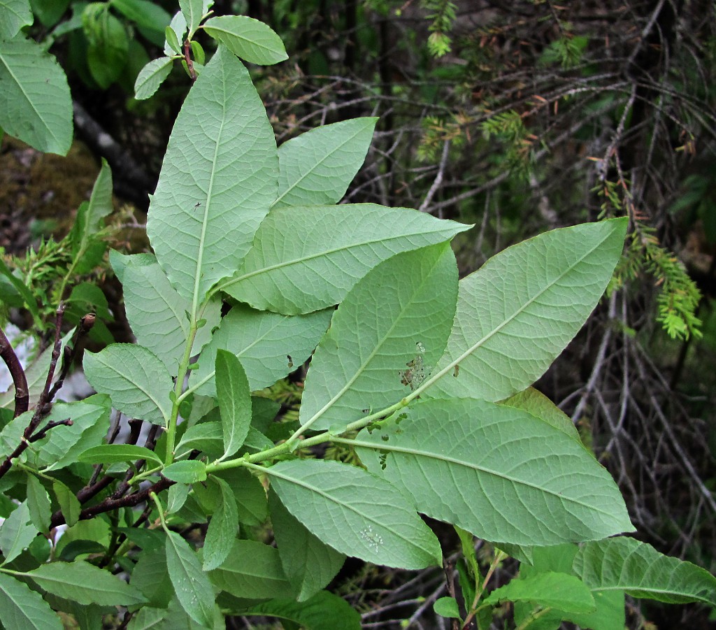 Изображение особи Salix hastata.