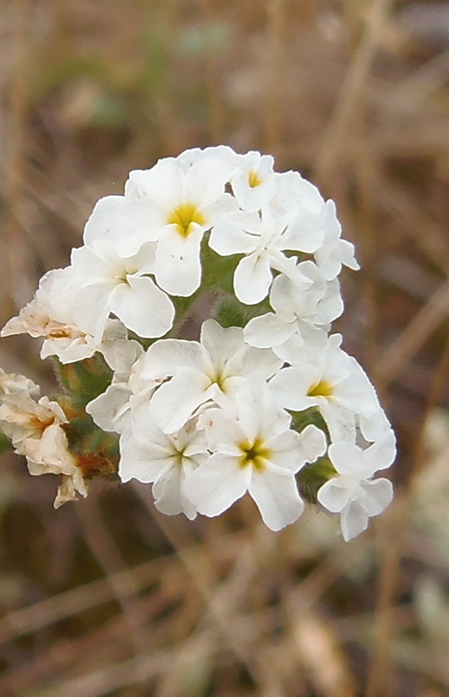 Image of Heliotropium suaveolens specimen.