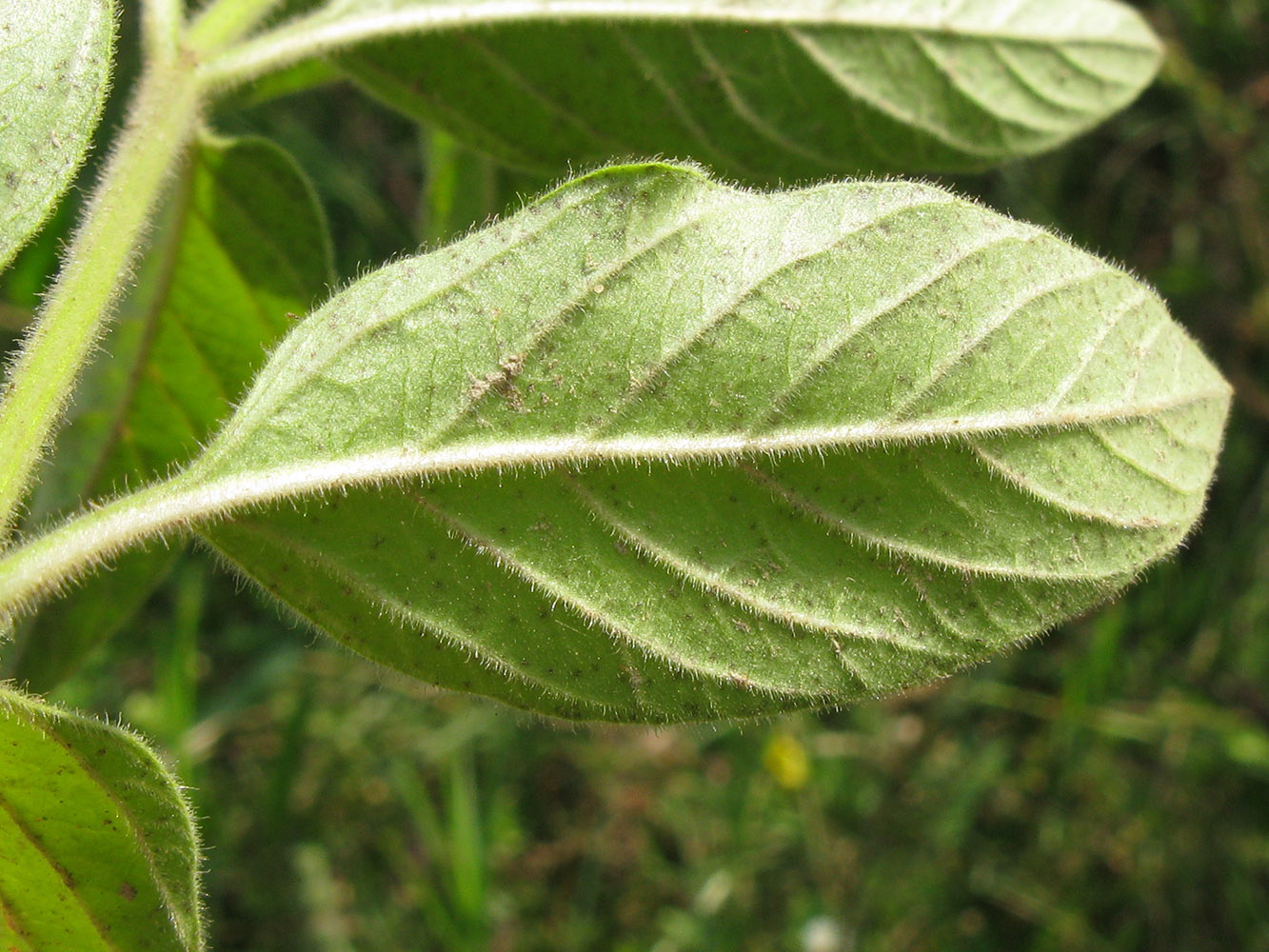 Image of Lysimachia verticillaris specimen.