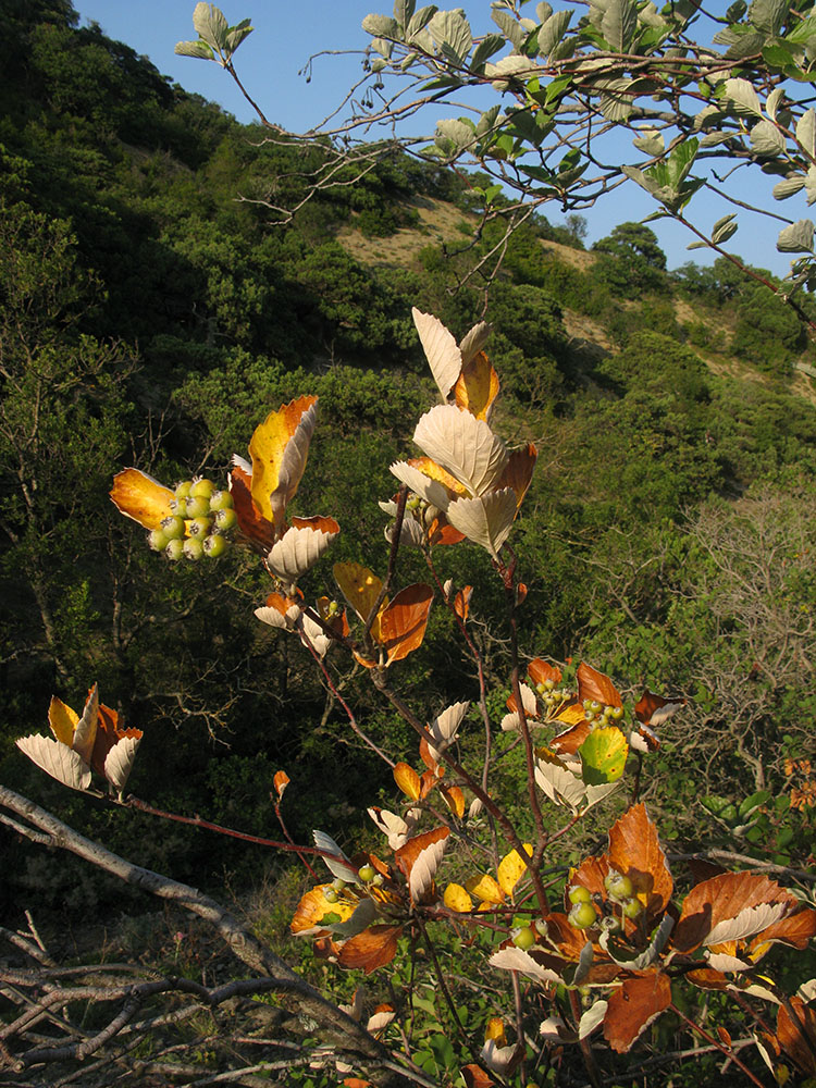 Image of Sorbus taurica specimen.