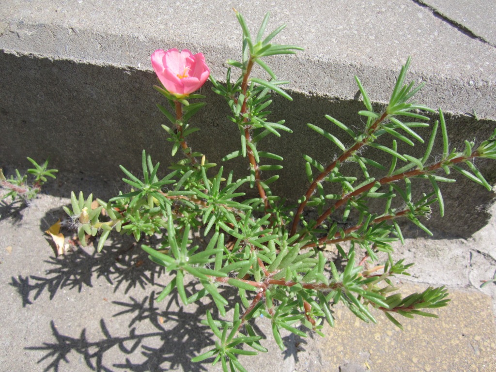 Image of Portulaca grandiflora specimen.