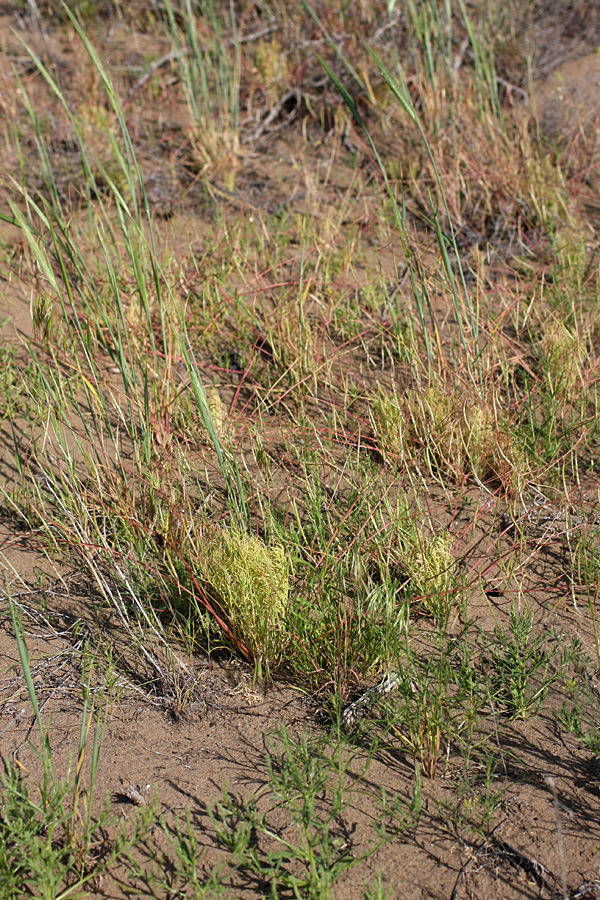 Image of Hypecoum parviflorum specimen.