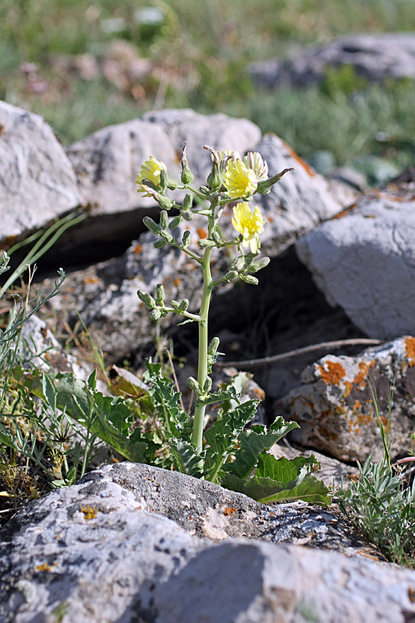 Изображение особи Steptorhamphus crassicaulis.