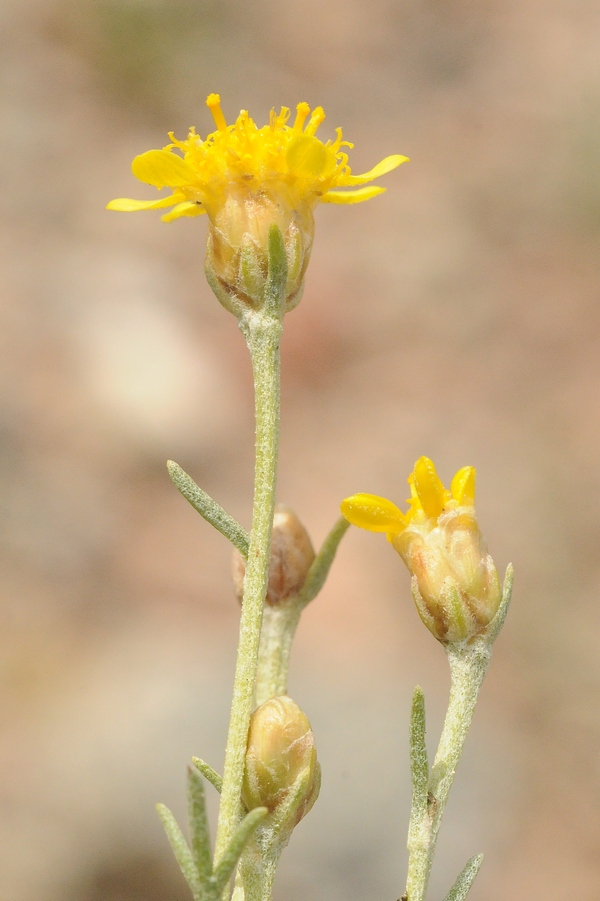 Image of Brachanthemum kirghisorum specimen.