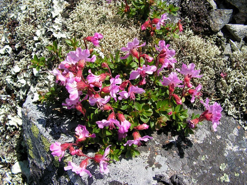 Изображение особи Rhododendron redowskianum.