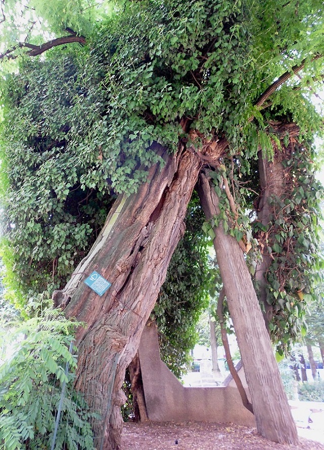 Изображение особи Robinia pseudoacacia.