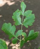 Koelreuteria paniculata