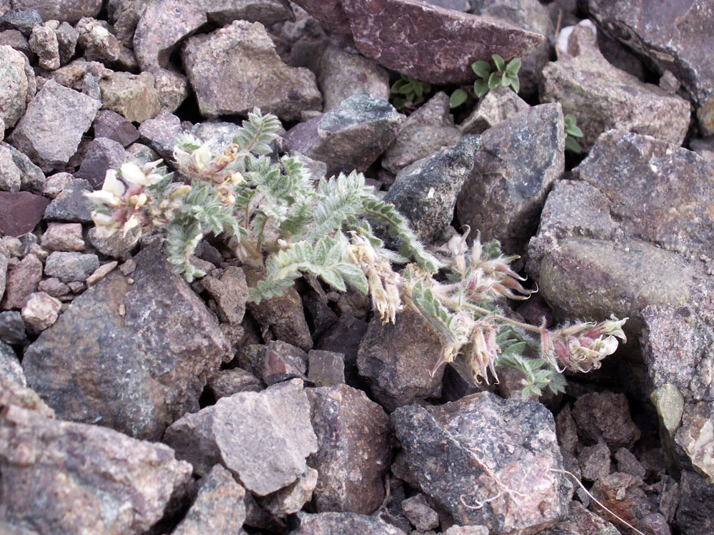 Image of genus Oxytropis specimen.