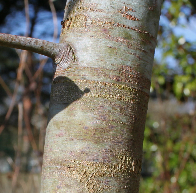 Изображение особи Eucalyptus perriniana.