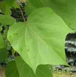 Catalpa ovata. Лист. Украина, г. Кривой Рог, Ботанический сад НАН Украины. 05.07.2009.