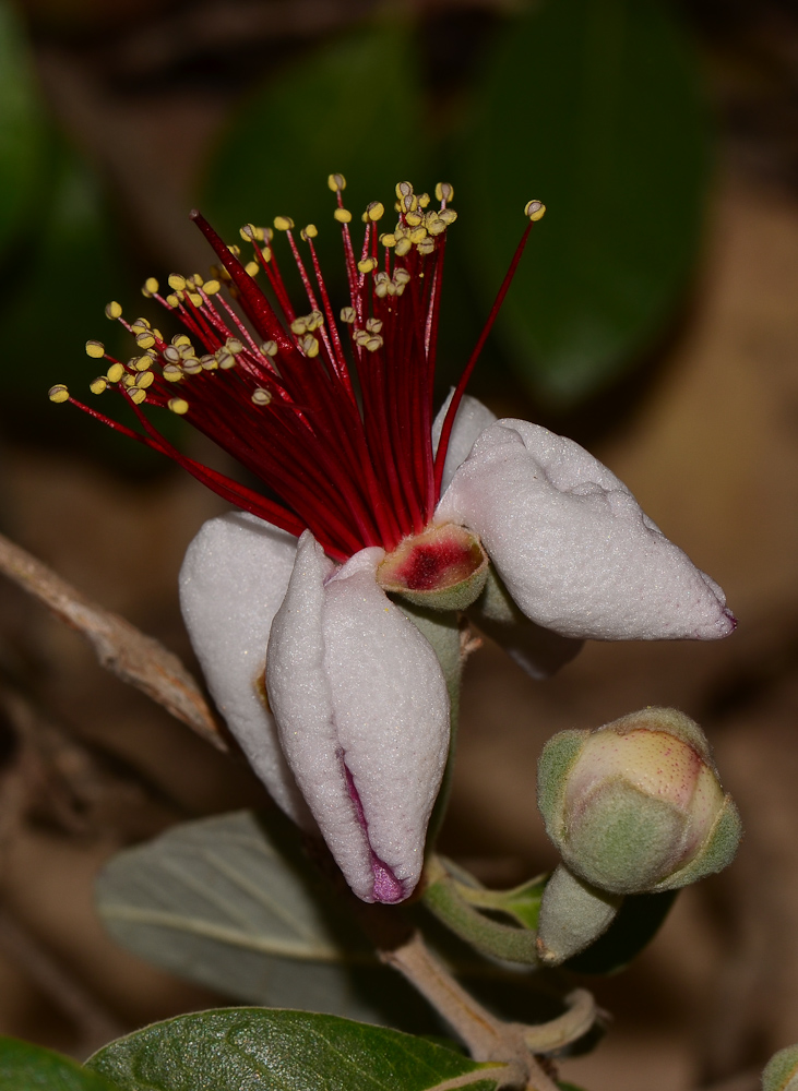 Image of Acca sellowiana specimen.