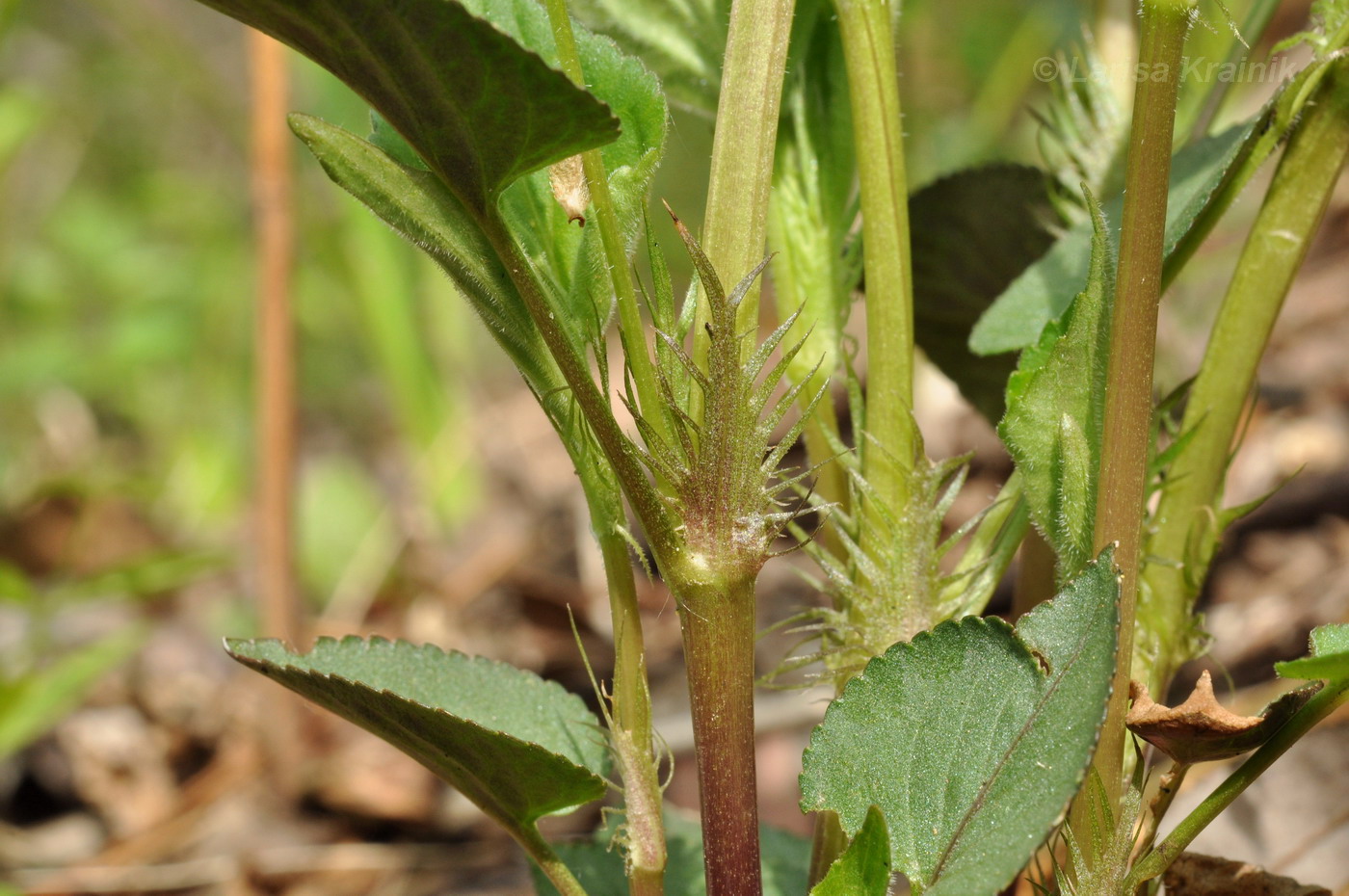 Image of Viola acuminata specimen.