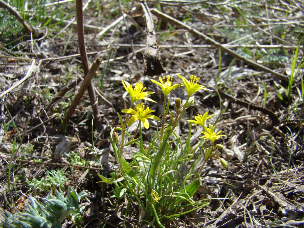 Image of Gagea tenera specimen.