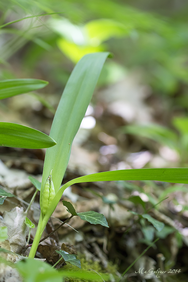 Изображение особи Colchicum umbrosum.