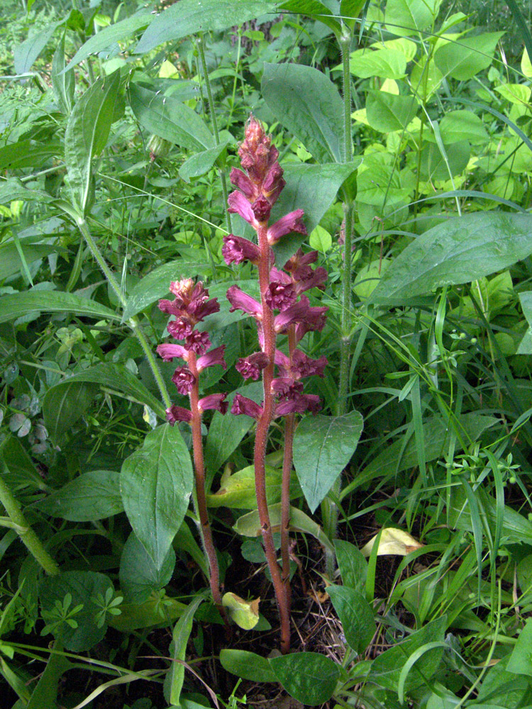 Image of Orobanche laxissima specimen.