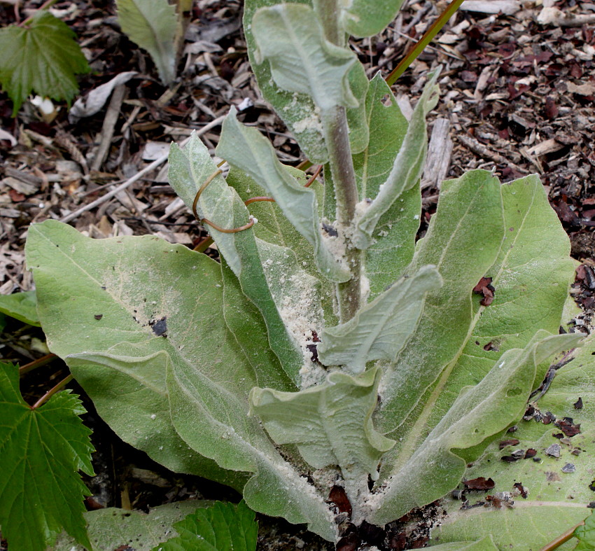 Image of Verbascum pulverulentum specimen.