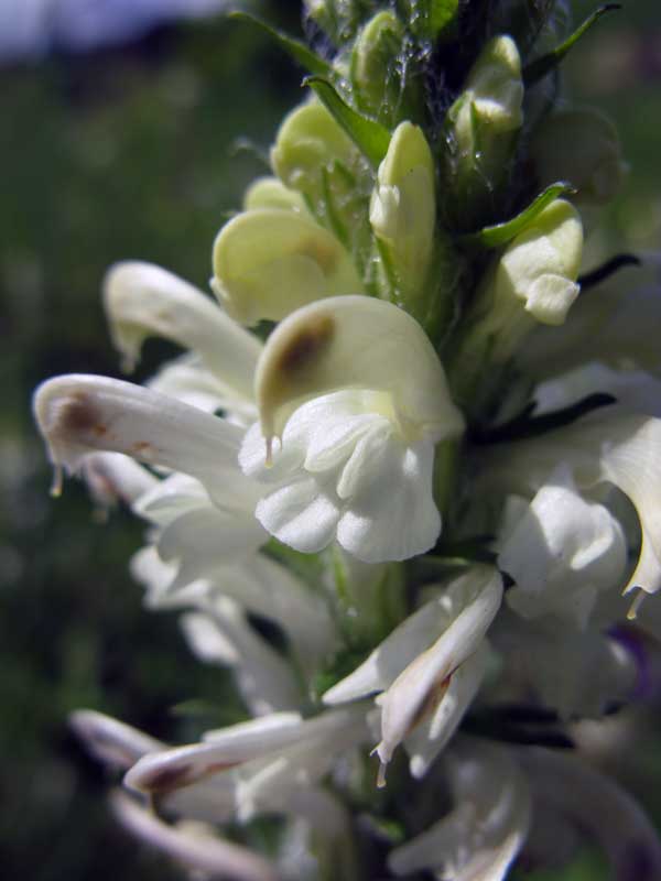 Image of Pedicularis sibirica specimen.