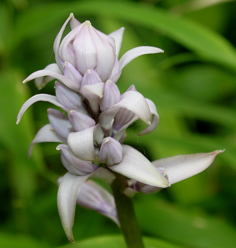 Изображение особи Hosta plantaginea.