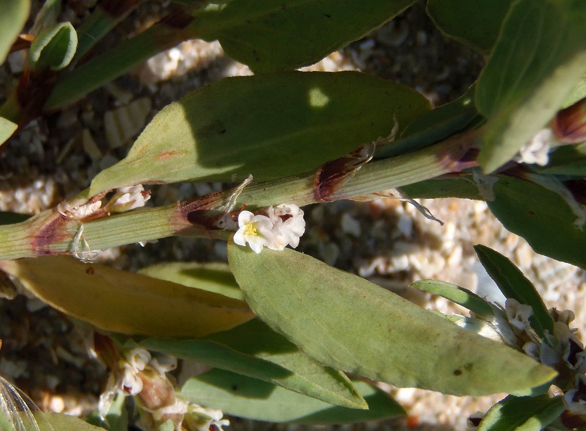 Изображение особи Polygonum maritimum.