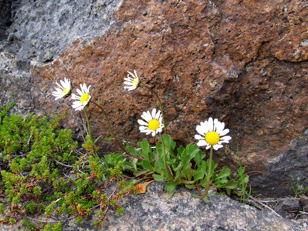 Image of Arctanthemum hultenii specimen.