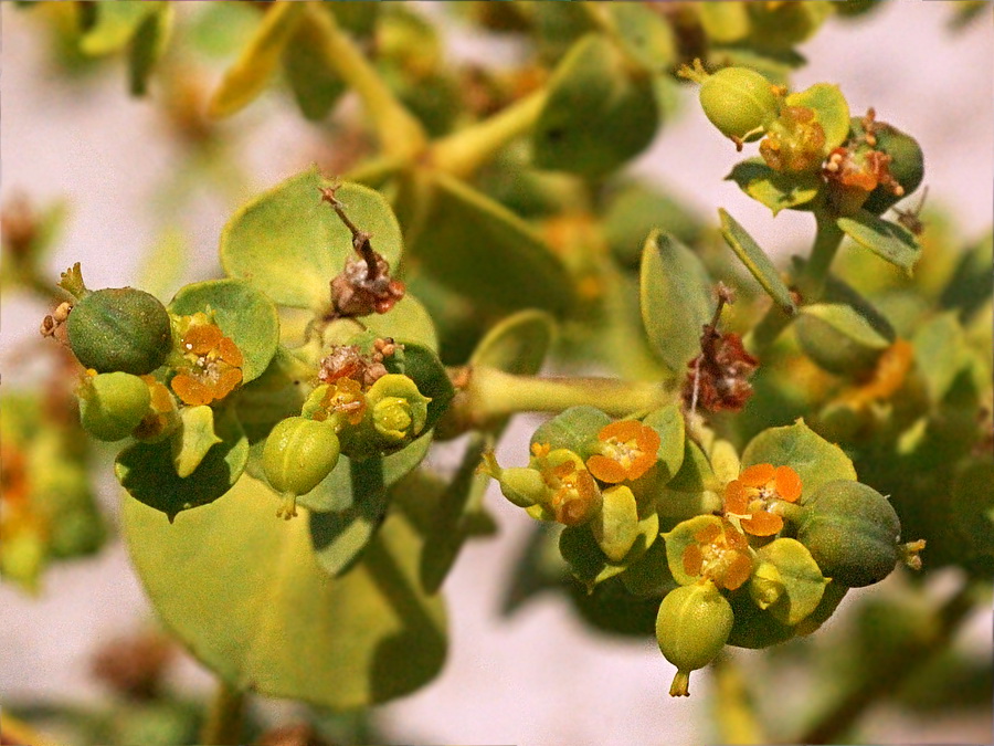 Image of Euphorbia seguieriana specimen.